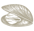 Mussels